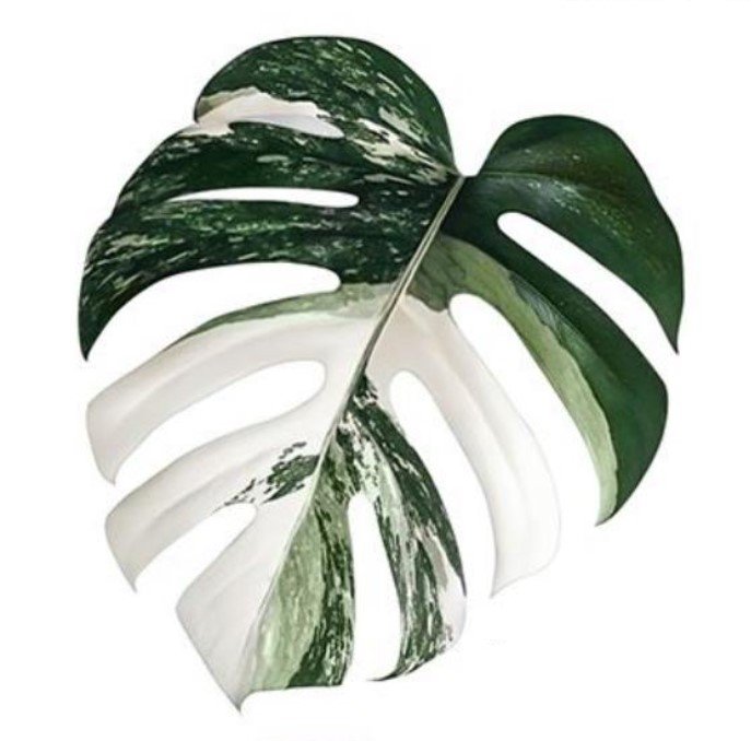 Monstera Deliciosa Variegata Albo