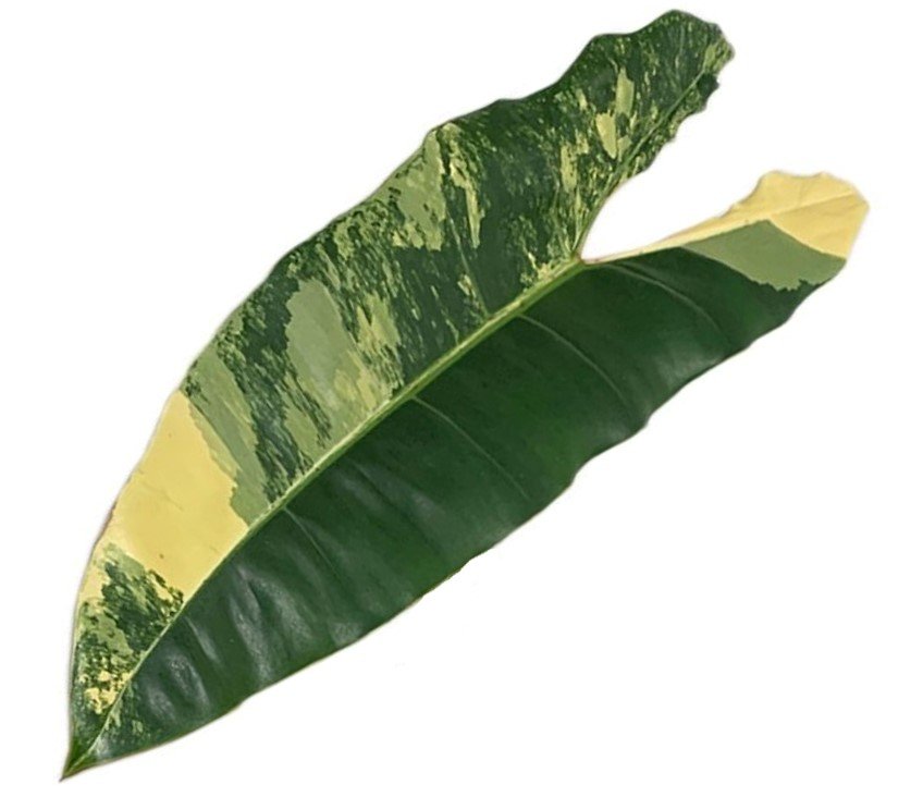 Philodendron Billietiae variegated